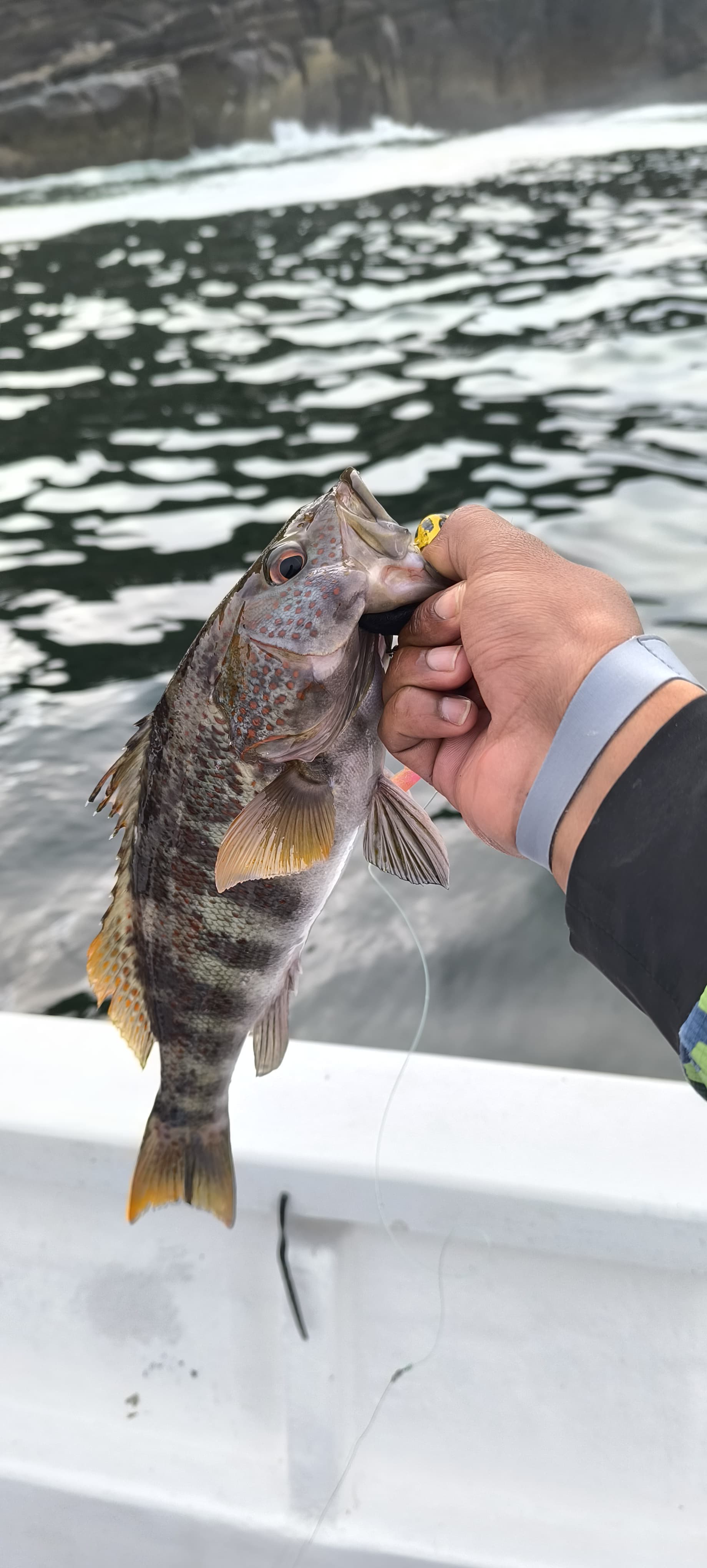 Tour de pesca en el litoral de Pucusana, Lima - Agosto 2025 - foto 8