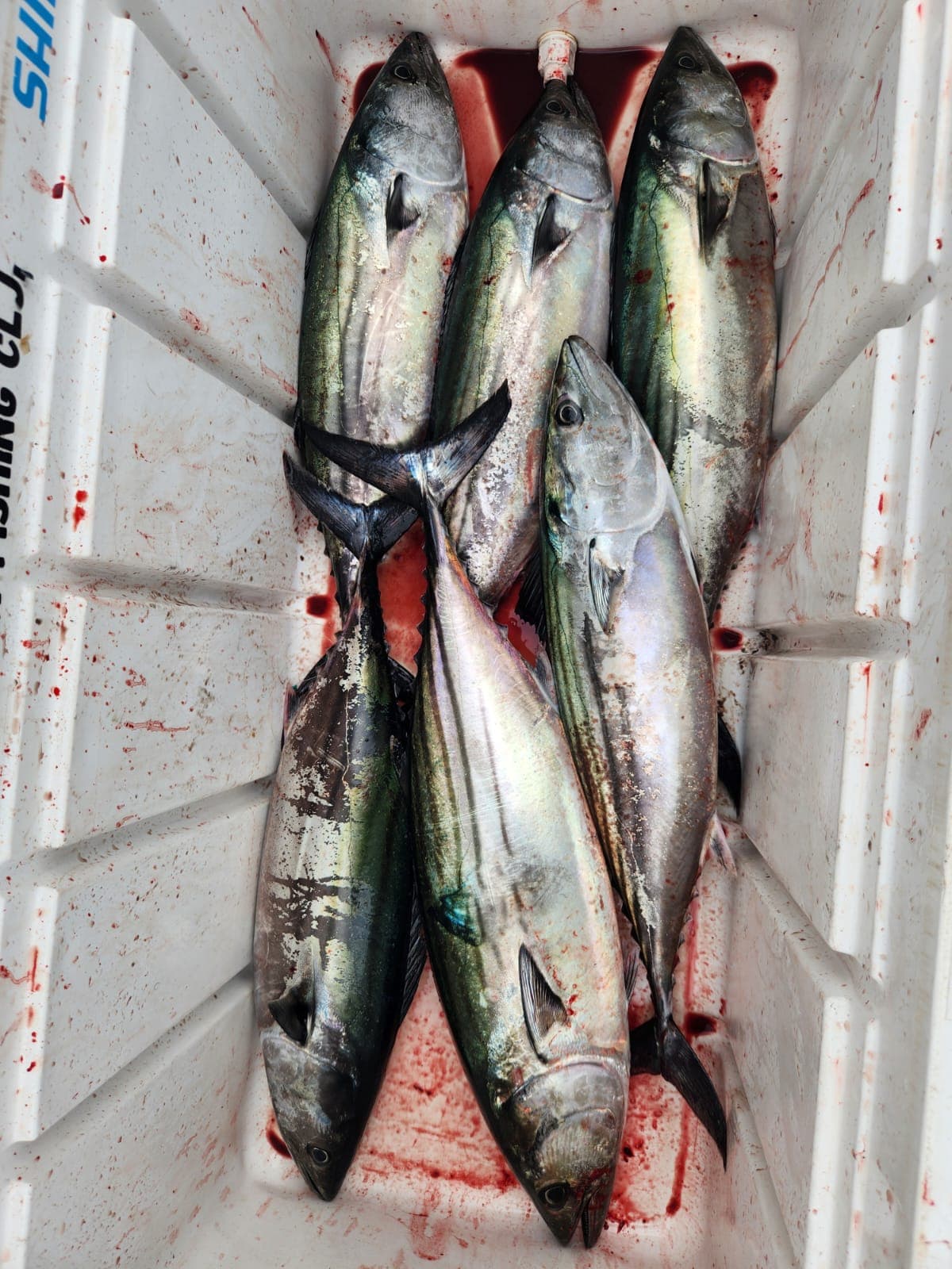Excursión de pesca deportiva en Pucusana - Octubre 2025 - foto 4