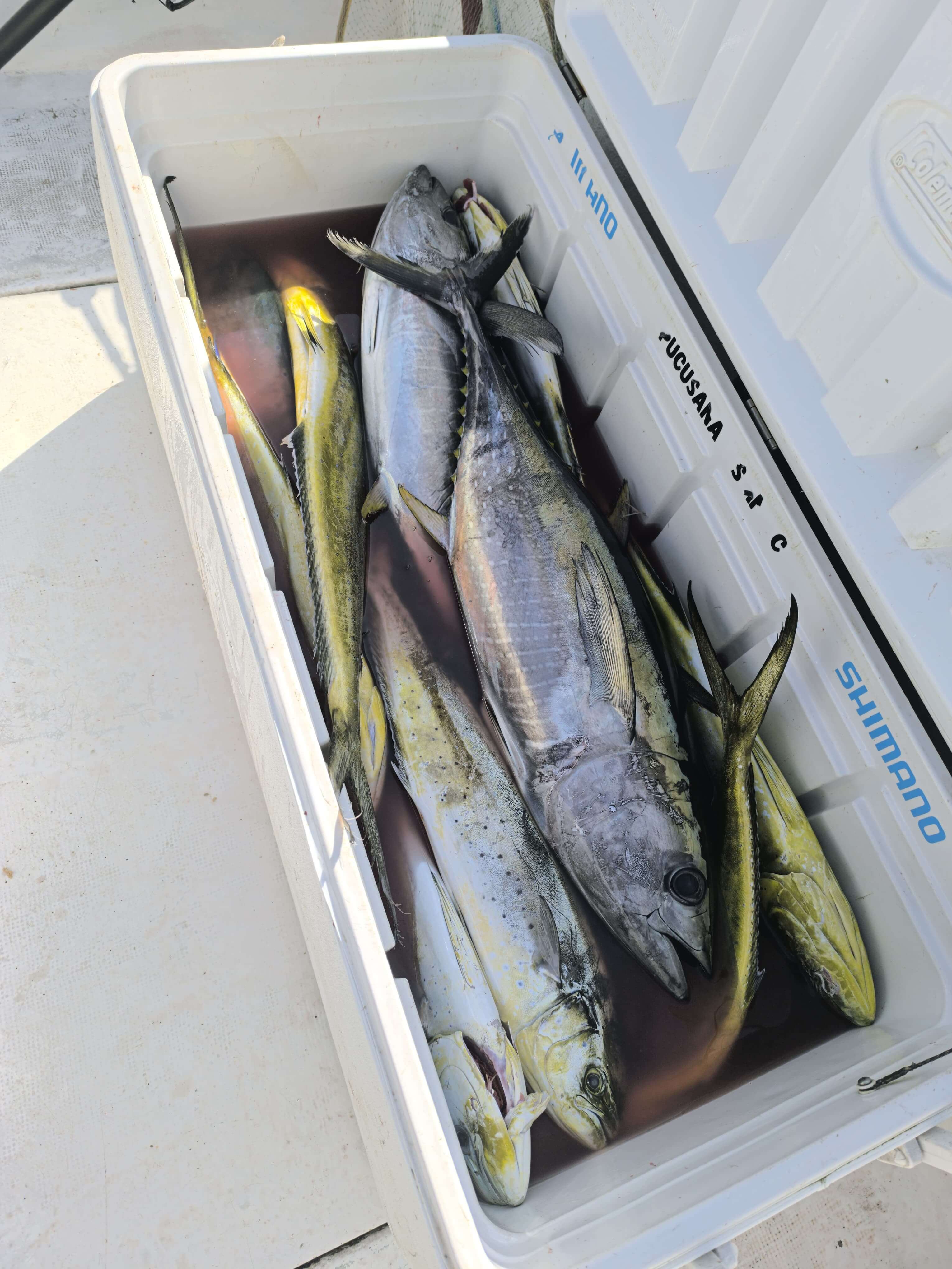 Salida de pesca deportiva en Pucusana, Lima - Agosto 2026 - foto 8