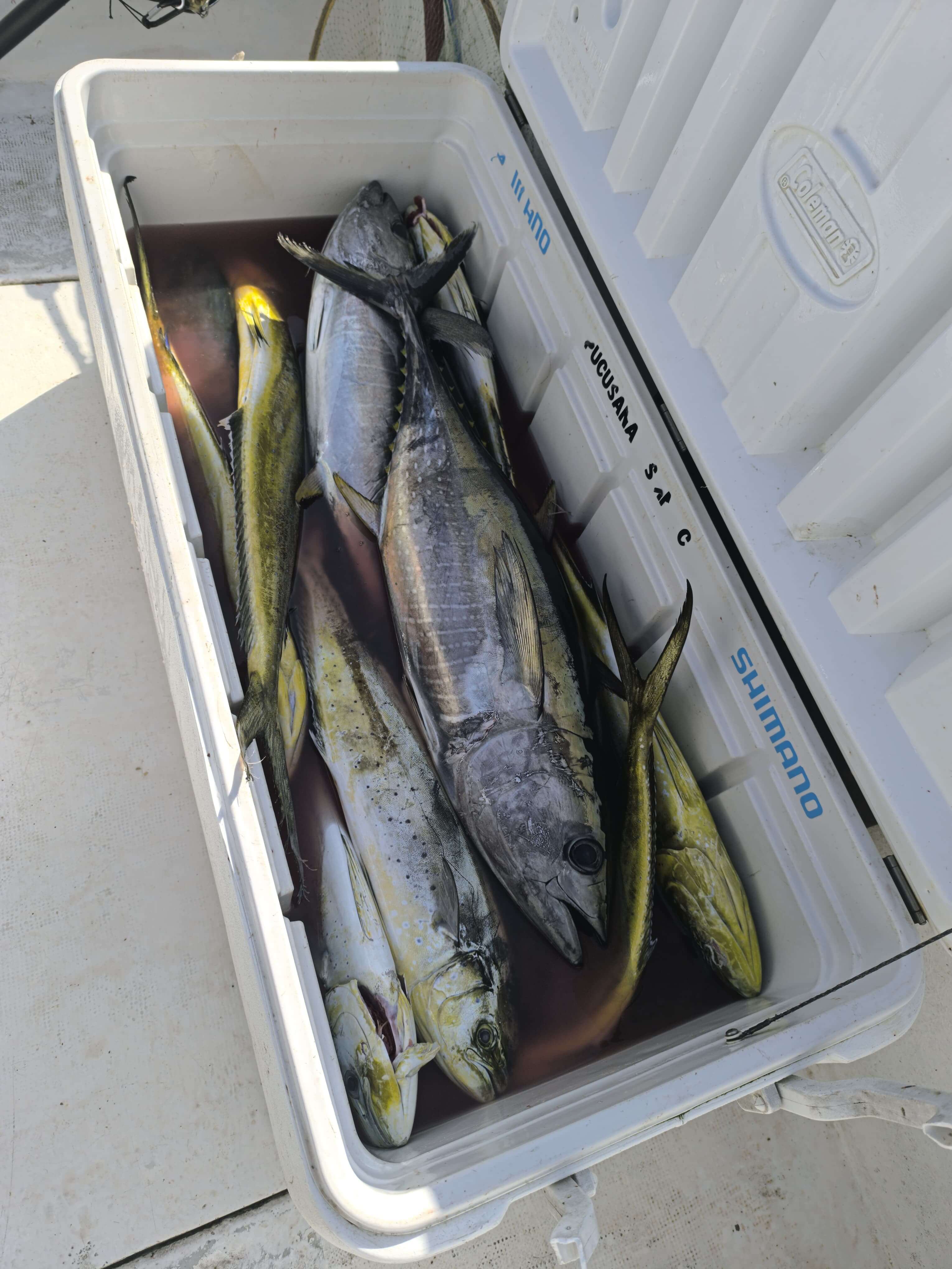 Salida de pesca deportiva en Pucusana, Lima - Agosto 2026 - foto 10