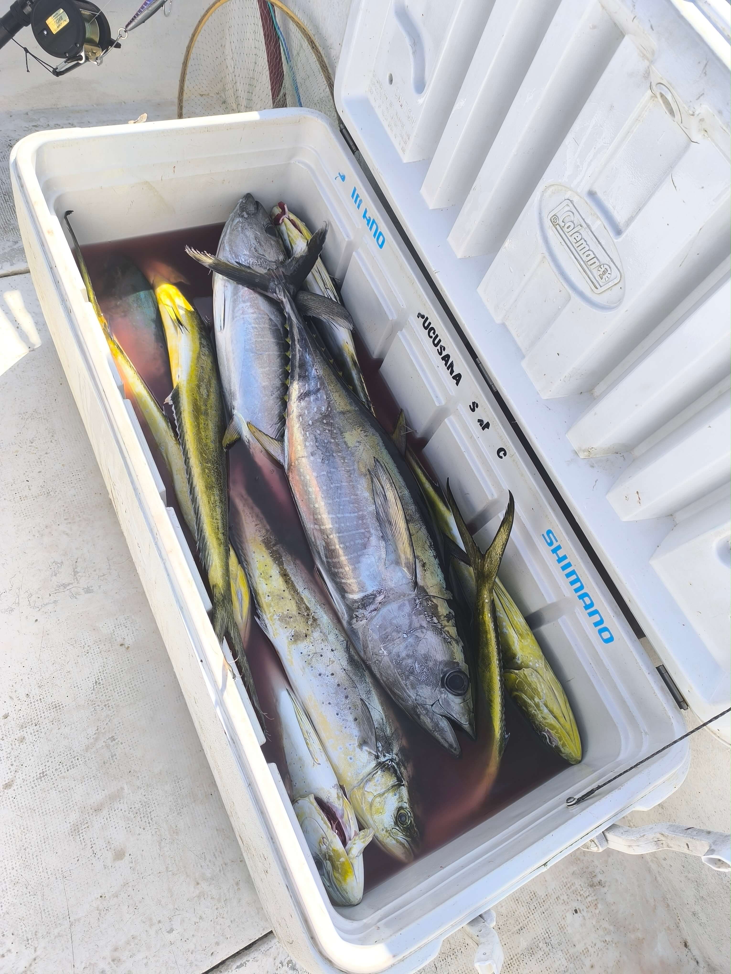 Salida de pesca deportiva en Pucusana, Lima - Agosto 2026 - foto 14
